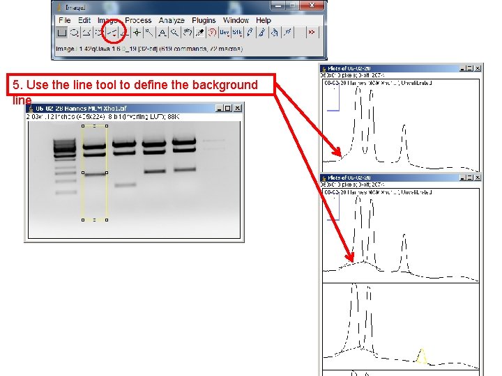 Analyzing Gels 5. Use the line tool to define the background line 33 