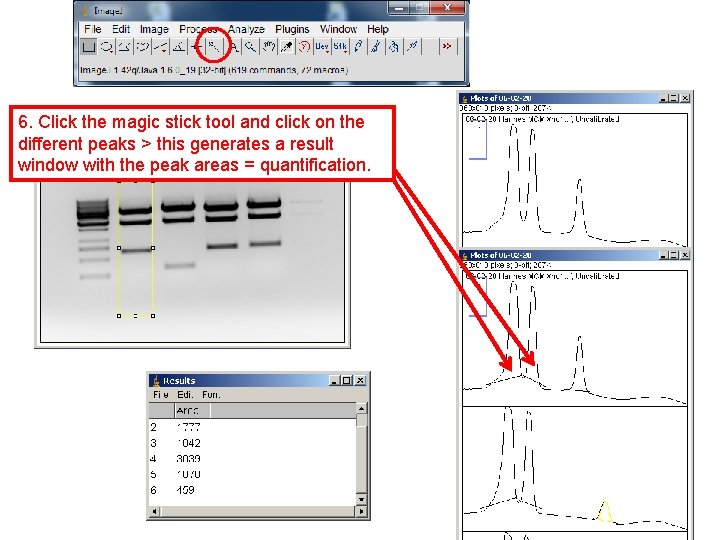 Analyzing Gels 6. Click the magic stick tool and click on the different peaks