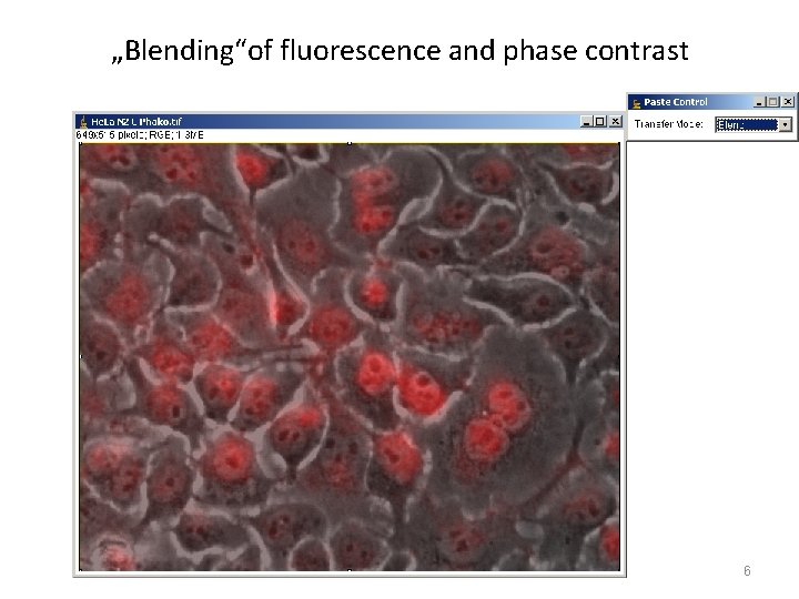 „Blending“of fluorescence and phase contrast 6 