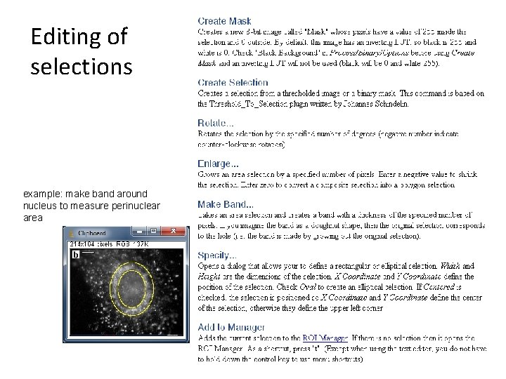 Editing of selections example: make band around nucleus to measure perinuclear area 8 