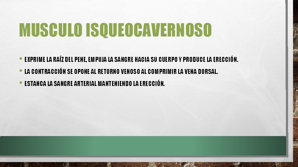 MUSCULO ISQUEOCAVERNOSO • EXPRIME LA RAÍZ DEL PENE, EMPUJA LA SANGRE HACIA SU CUERPO