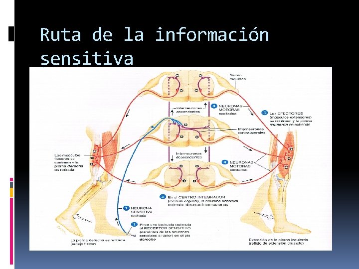 Ruta de la información sensitiva 