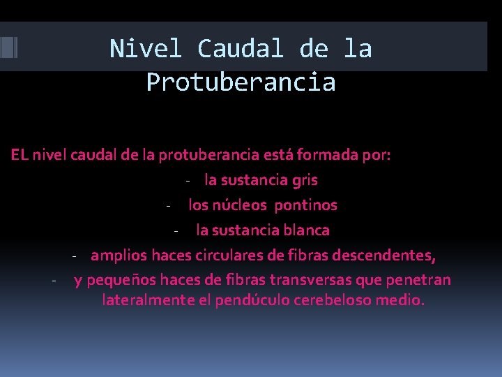Nivel Caudal de la Protuberancia EL nivel caudal de la protuberancia está formada por: