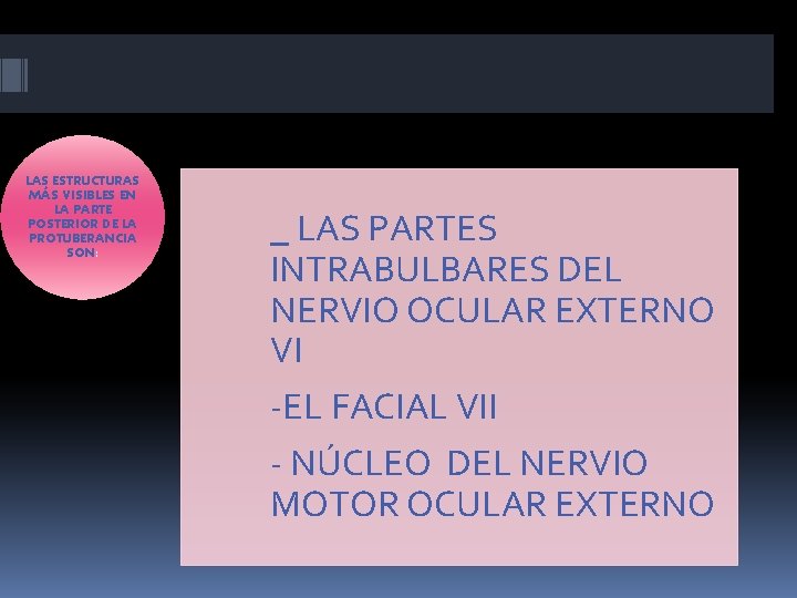 LAS ESTRUCTURAS MÁS VISIBLES EN LA PARTE POSTERIOR DE LA PROTUBERANCIA SON: _ LAS