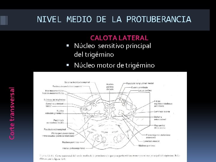 NIVEL MEDIO DE LA PROTUBERANCIA Corte transversal CALOTA LATERAL Núcleo sensitivo principal del trigémino