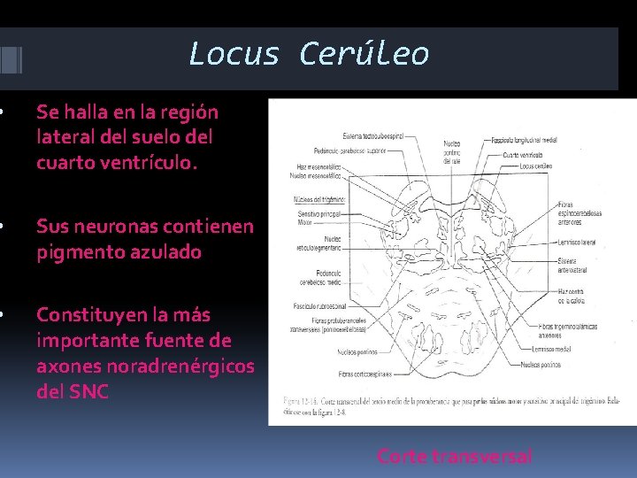 Locus Cerúleo • Se halla en la región lateral del suelo del cuarto ventrículo.