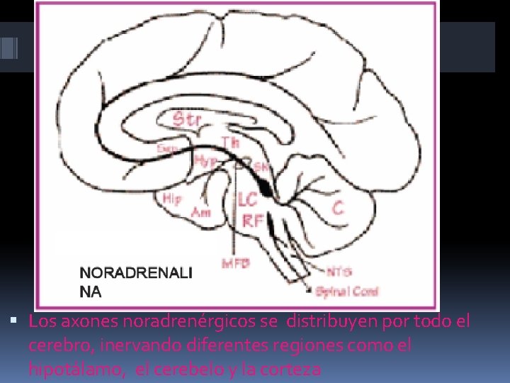  Los axones noradrenérgicos se distribuyen por todo el cerebro, inervando diferentes regiones como
