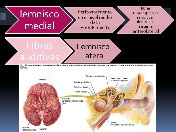 lemnisco medial horizontalmente en el nivel medio de la protuberancia Fibras auditivas Lemnisco Lateral