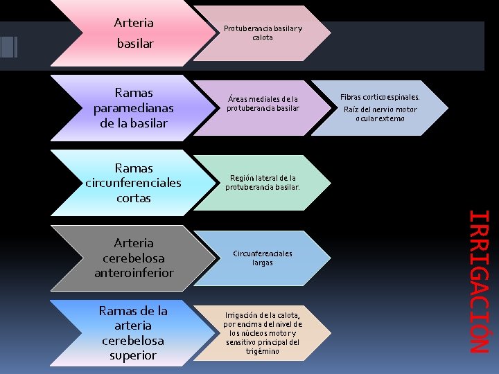 Arteria basilar Ramas paramedianas de la basilar Protuberancia basilar y calota Áreas mediales de