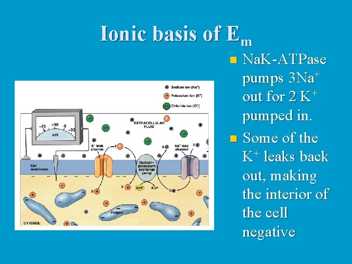 Ionic basis of Em Na. K-ATPase pumps 3 Na+ out for 2 K+ pumped