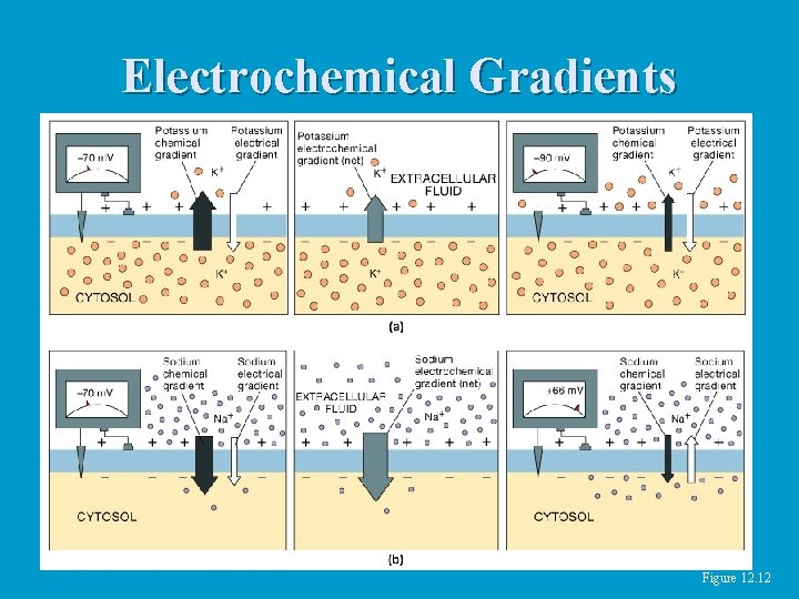 Electrochemical Gradients Figure 12. 12 