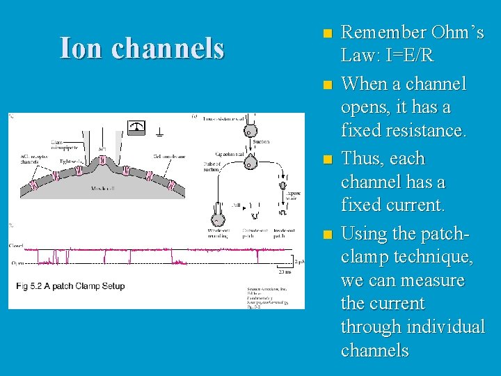Ion channels n n Remember Ohm’s Law: I=E/R When a channel opens, it has