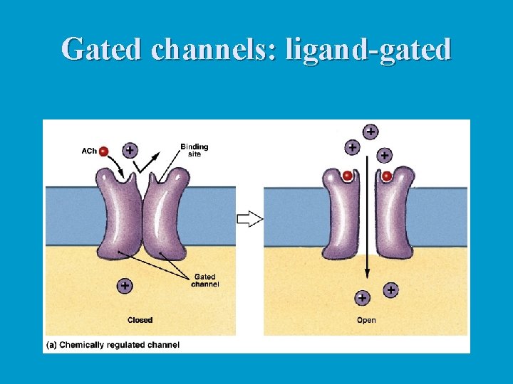 Gated channels: ligand-gated 