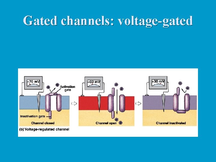 Gated channels: voltage-gated 