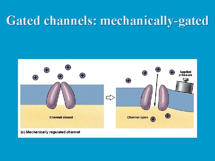 Gated channels: mechanically-gated 