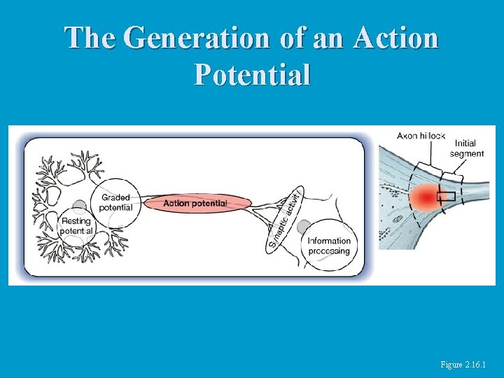 The Generation of an Action Potential Figure 2. 16. 1 