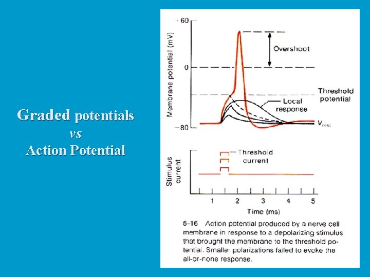 Graded potentials vs Action Potential 