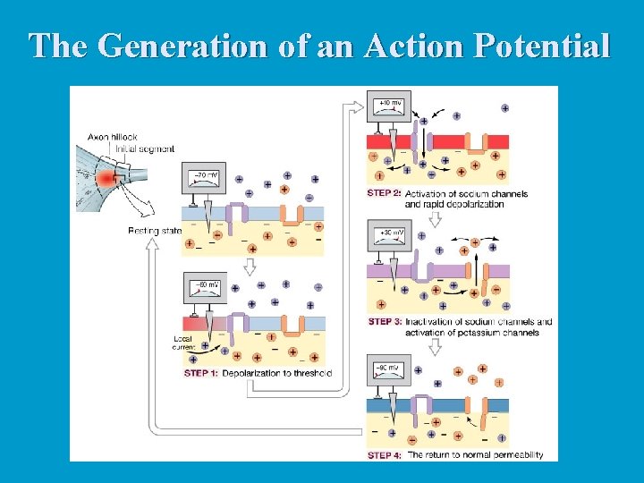 The Generation of an Action Potential 