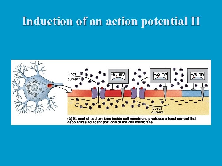 Induction of an action potential II 