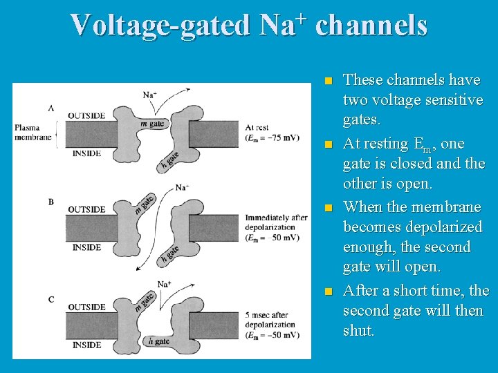 Voltage-gated Na+ channels n n These channels have two voltage sensitive gates. At resting