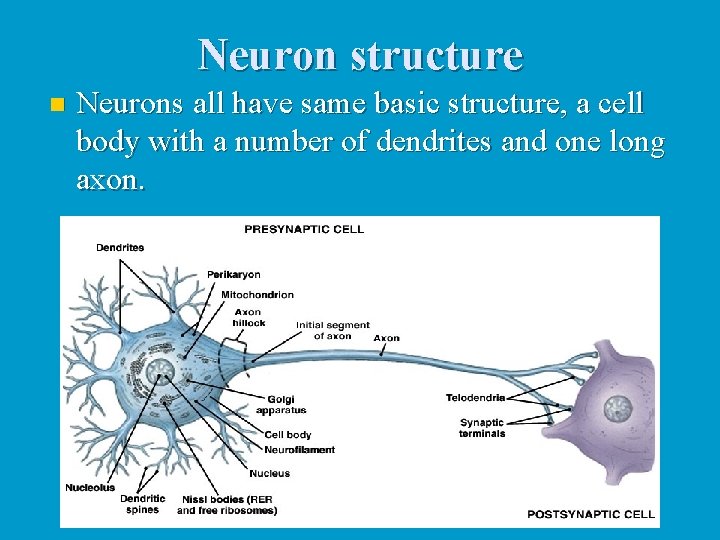 Neuron structure n Neurons all have same basic structure, a cell body with a