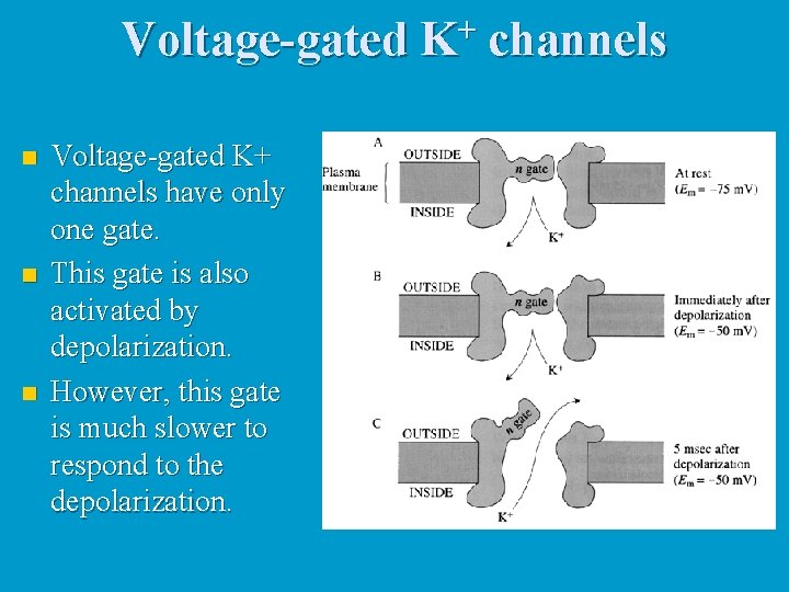 Voltage-gated K+ channels n n n Voltage-gated K+ channels have only one gate. This