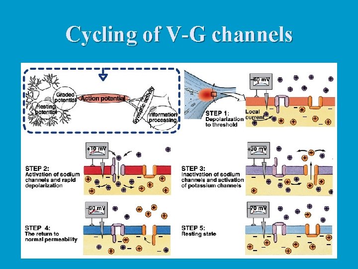 Cycling of V-G channels 