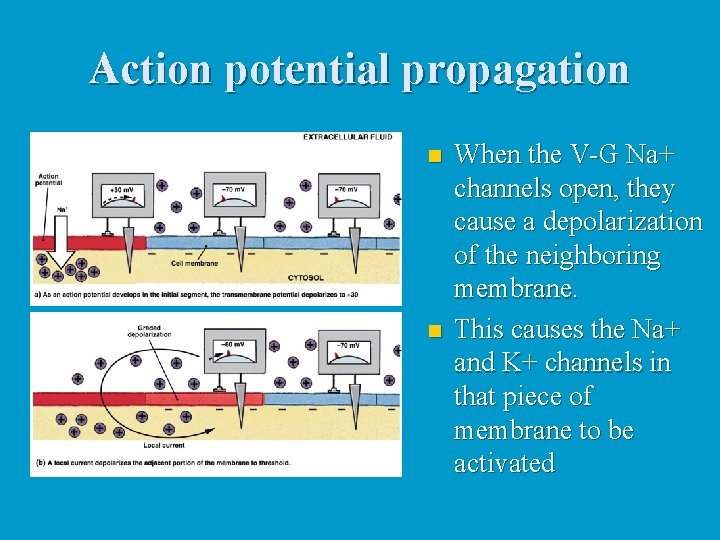 Action potential propagation n n When the V-G Na+ channels open, they cause a
