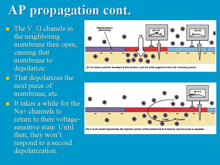 AP propagation cont. n n n The V_G chanels in the neighboring membrane then