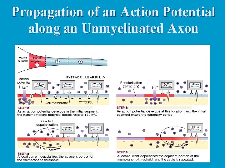 Propagation of an Action Potential along an Unmyelinated Axon 