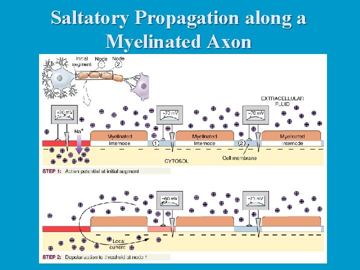 Saltatory Propagation along a Myelinated Axon 