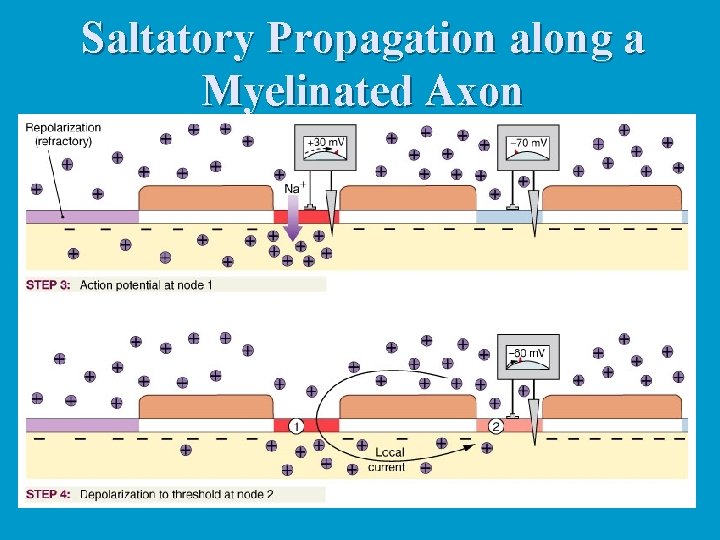 Saltatory Propagation along a Myelinated Axon 