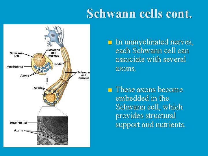 Schwann cells cont. n In unmyelinated nerves, each Schwann cell can associate with several