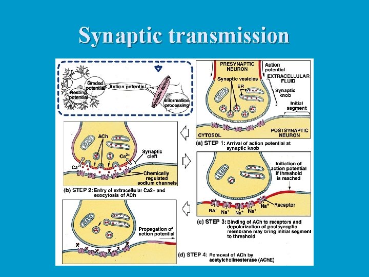 Synaptic transmission 