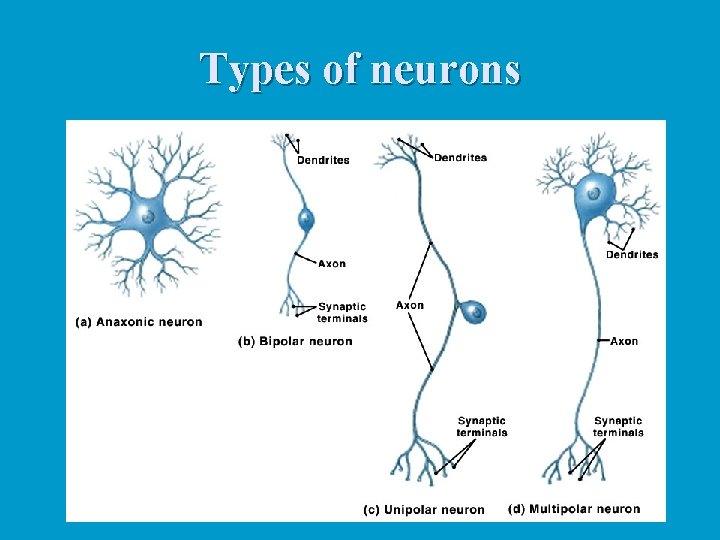 Types of neurons 