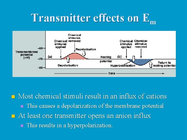 Transmitter effects on Em n Most chemical stimuli result in an influx of cations