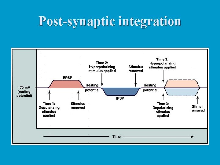 Post-synaptic integration 