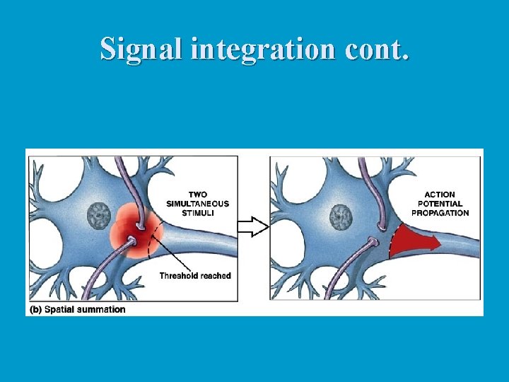 Signal integration cont. 
