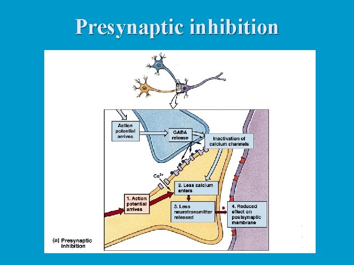 Presynaptic inhibition 