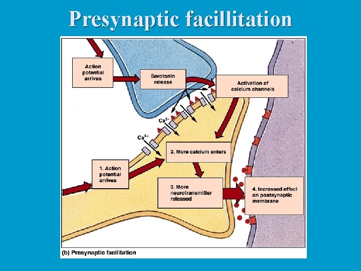 Presynaptic facillitation 