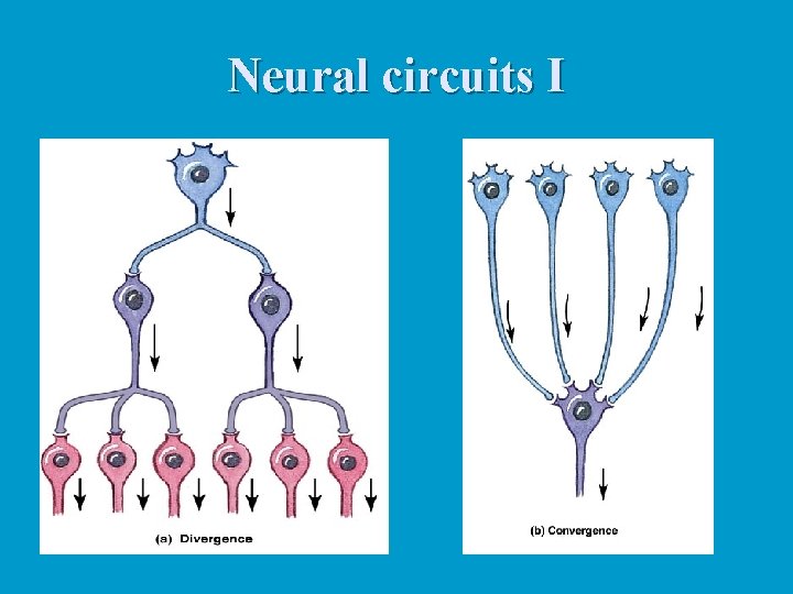Neural circuits I 