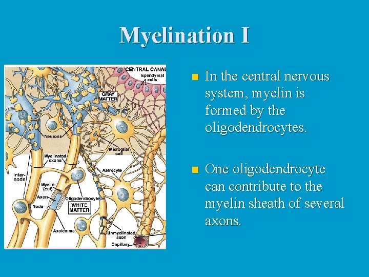 Myelination I n In the central nervous system, myelin is formed by the oligodendrocytes.