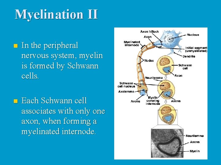 Myelination II n In the peripheral nervous system, myelin is formed by Schwann cells.