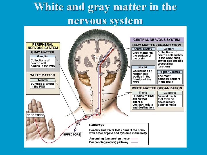 White and gray matter in the nervous system 