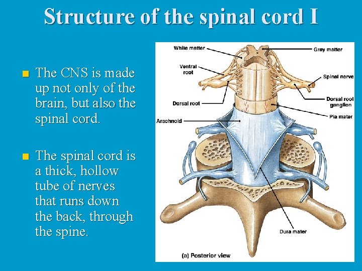 Structure of the spinal cord I n The CNS is made up not only