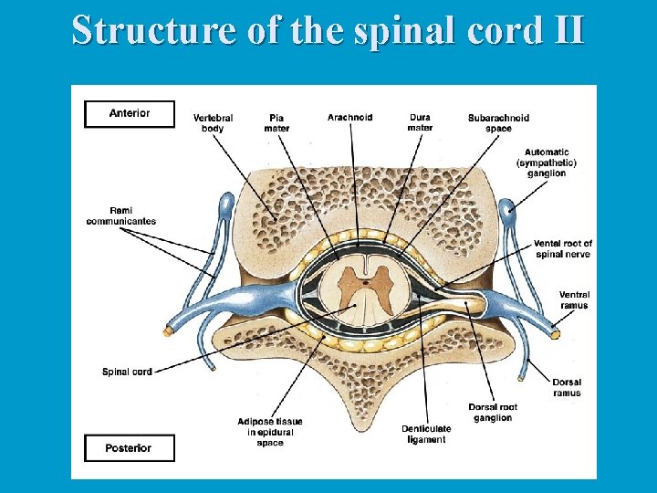 Structure of the spinal cord II 