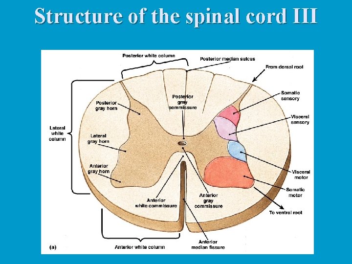 Structure of the spinal cord III 