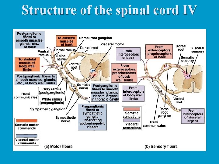 Structure of the spinal cord IV 