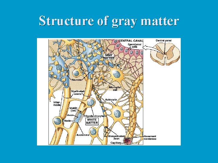 Structure of gray matter 