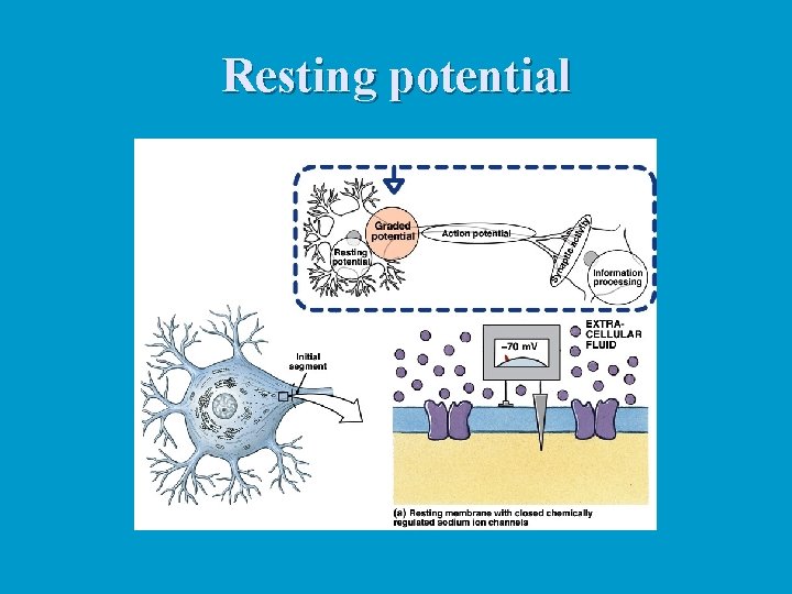 Resting potential 